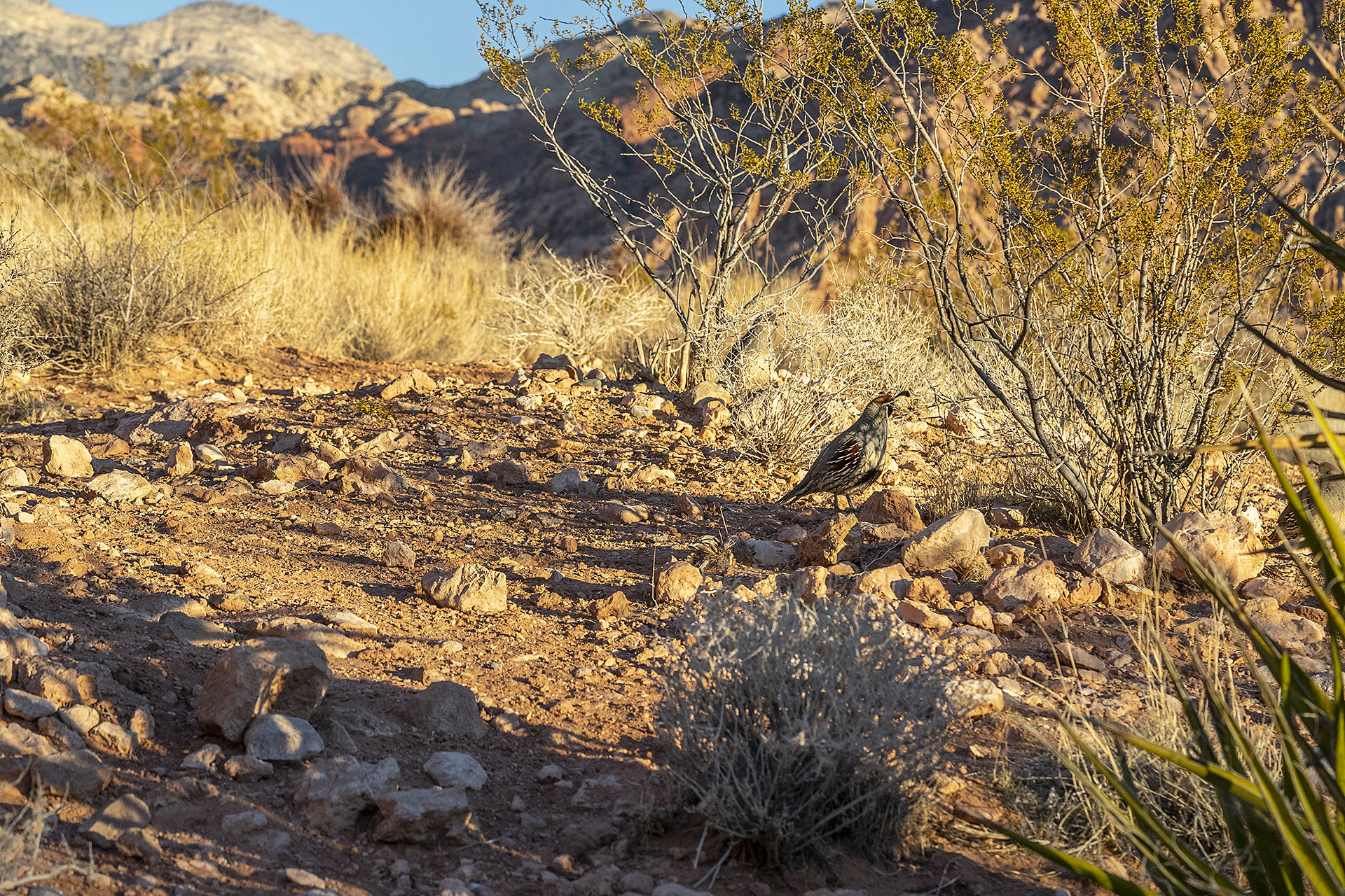 Sanoran Desert Rocks Mojave & Sonoran Desert - Funk Rabbit, Ink